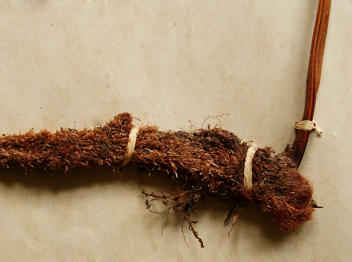 Davallia chaerophylloides Davallia chaerophylloides