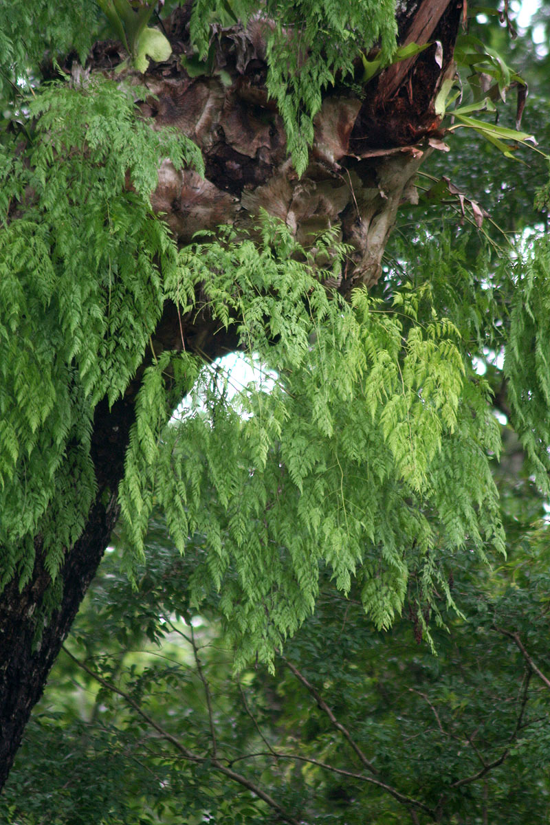 Davallia chaerophylloides Davallia chaerophylloides