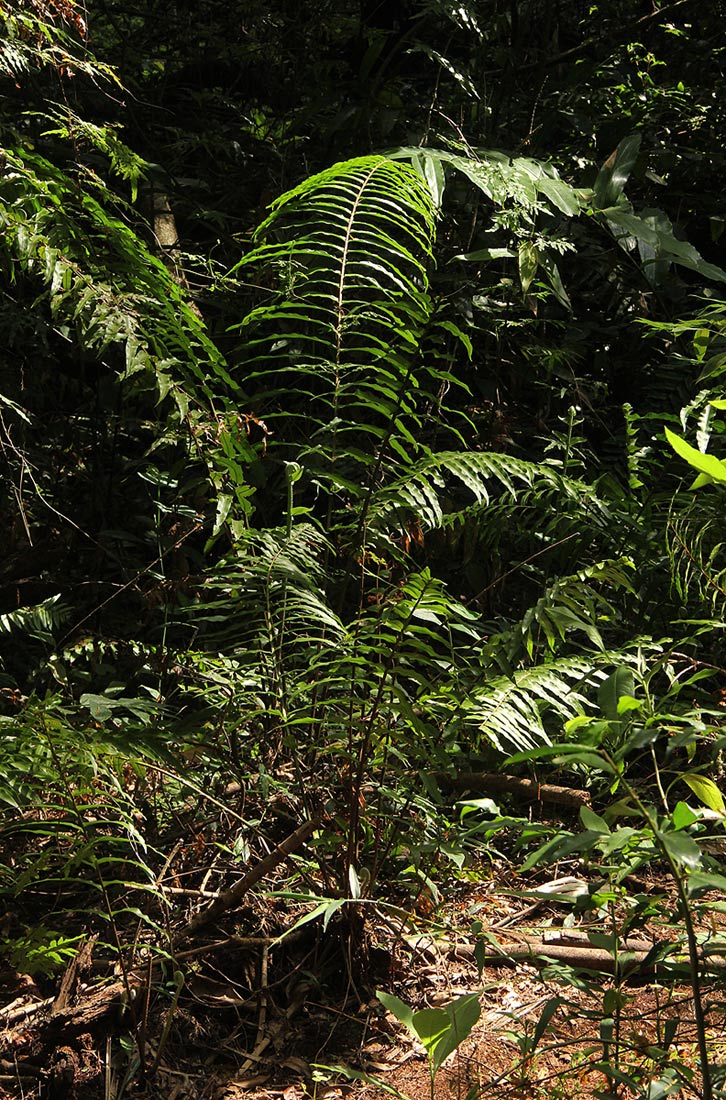 Nephrolepis biserrata Nephrolepis biserrata