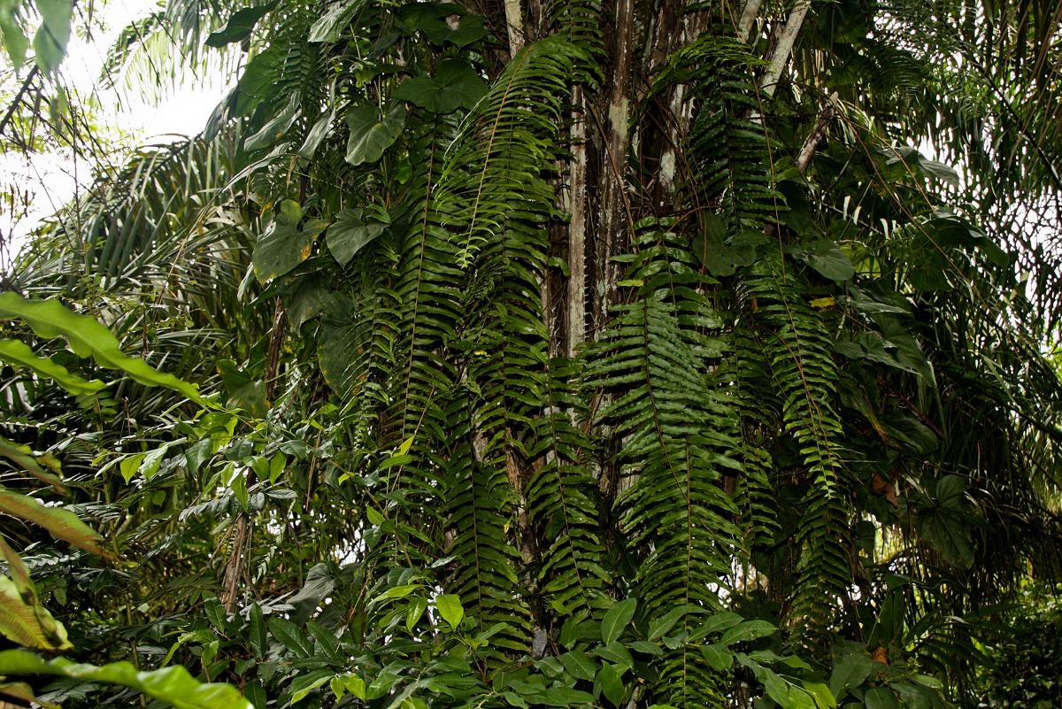 Nephrolepis biserrata Nephrolepis biserrata