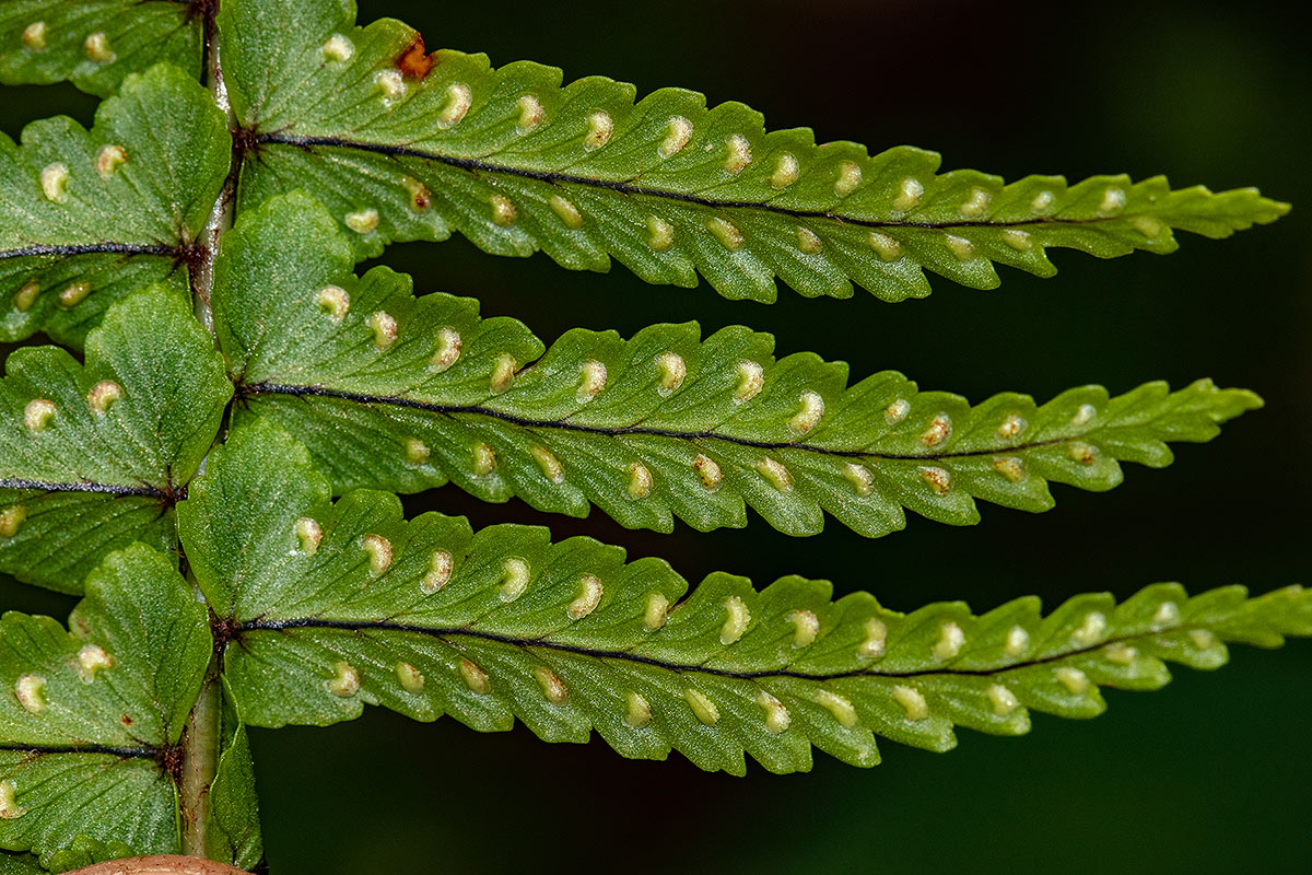 Nephrolepis undulata Nephrolepis undulata