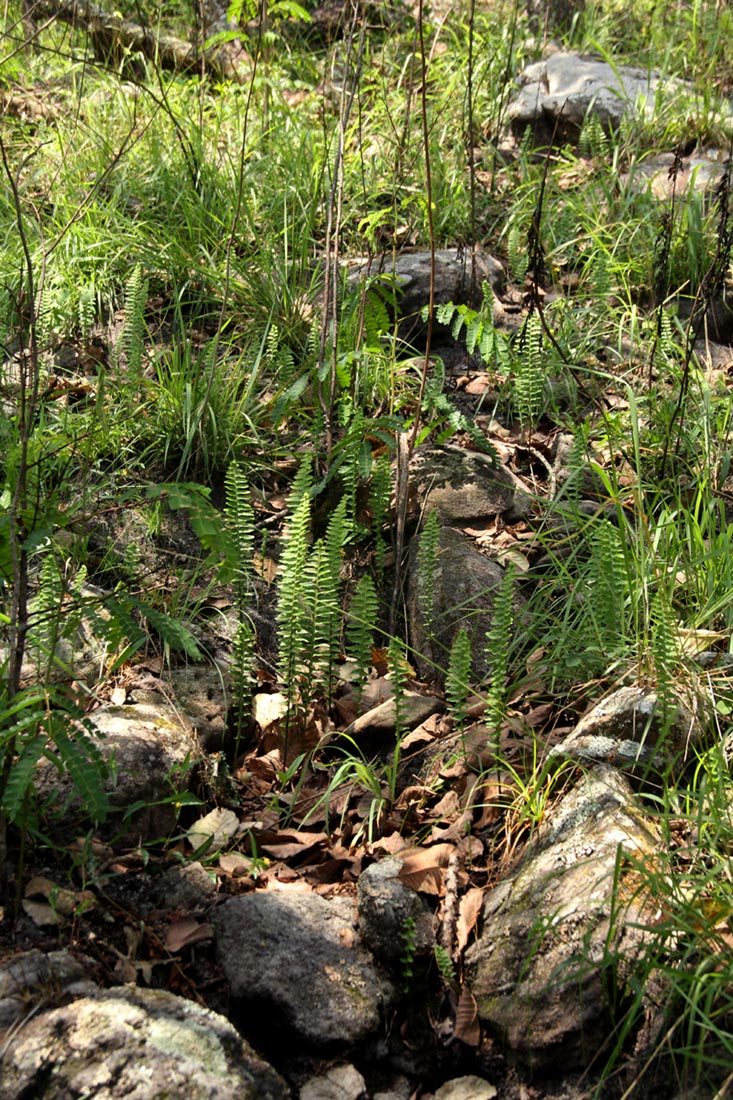 Nephrolepis undulata Nephrolepis undulata