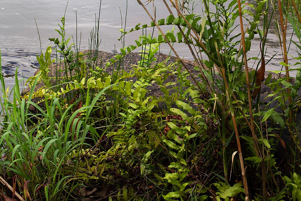 Ampelopteris prolifera Ampelopteris prolifera