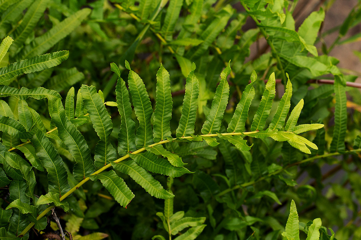 Ampelopteris prolifera Ampelopteris prolifera