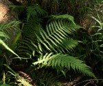 Amauropelta bergiana var. bergiana