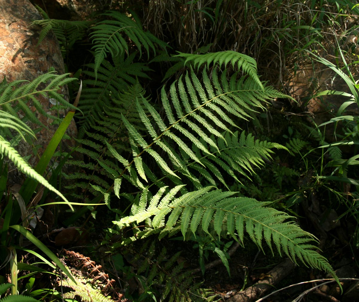 Amauropelta bergiana var. bergiana