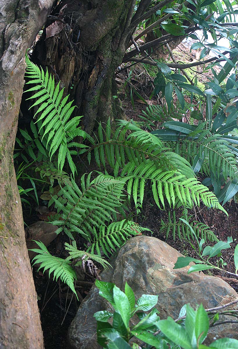 Amauropelta bergiana var. bergiana Amauropelta bergiana var. bergiana