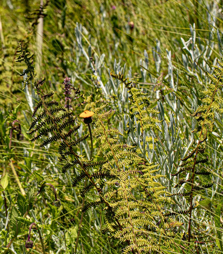 Thelypteris confluens Thelypteris confluens