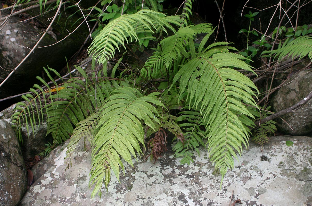 Christella gueintziana Christella gueintziana