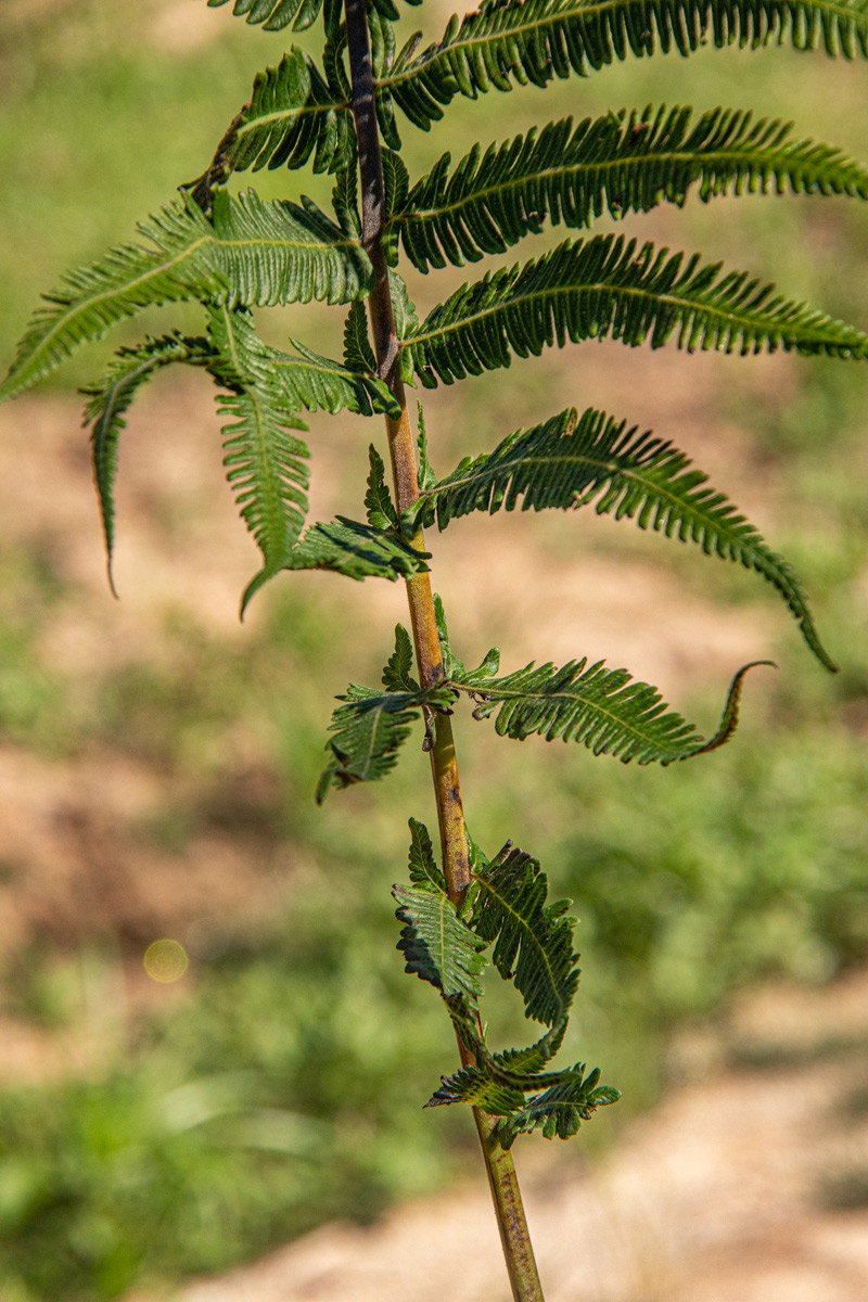 Christella gueintziana Christella gueintziana