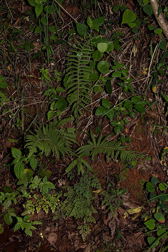 Christella gueintziana Christella gueintziana
