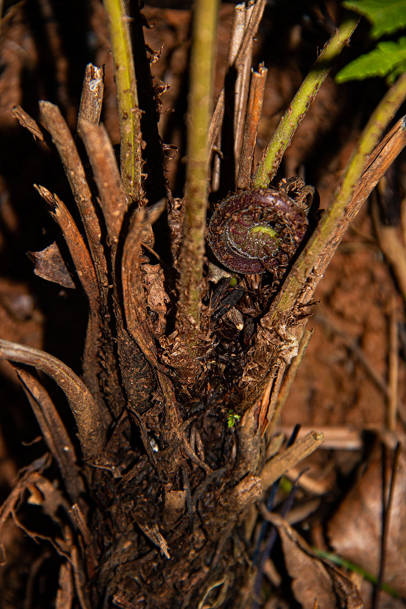 Christella gueintziana Christella gueintziana