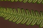 Christella gueintziana