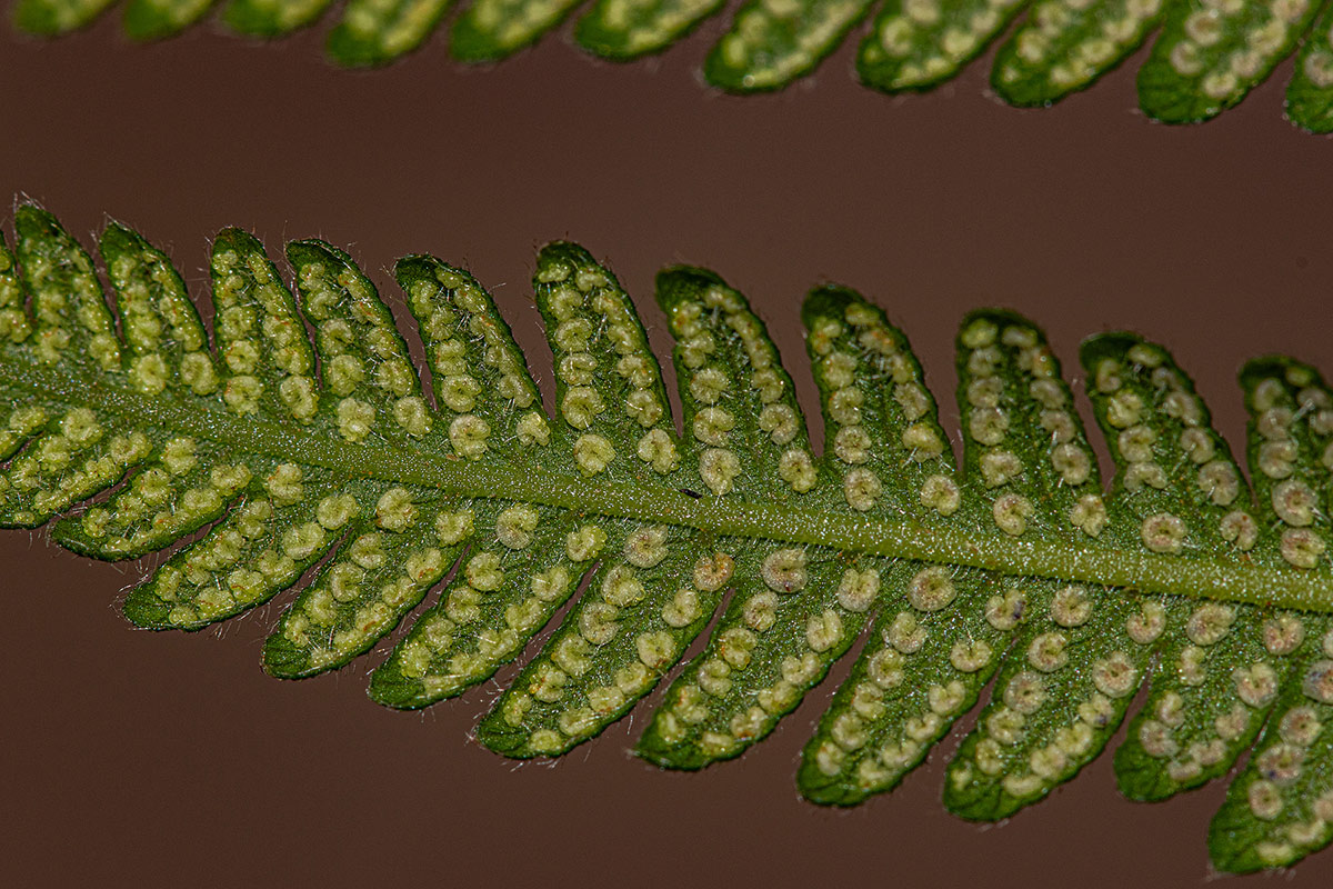 Christella gueintziana Christella gueintziana