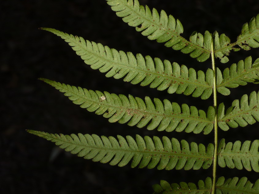 Christella hispidula Christella hispidula