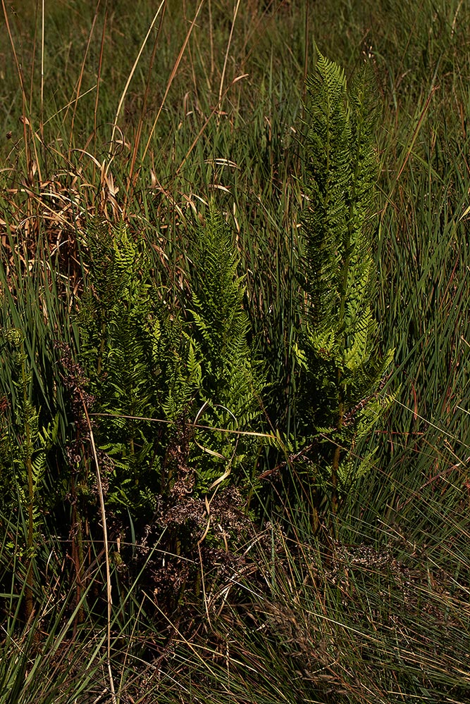 Dryopteris athamantica Dryopteris athamantica