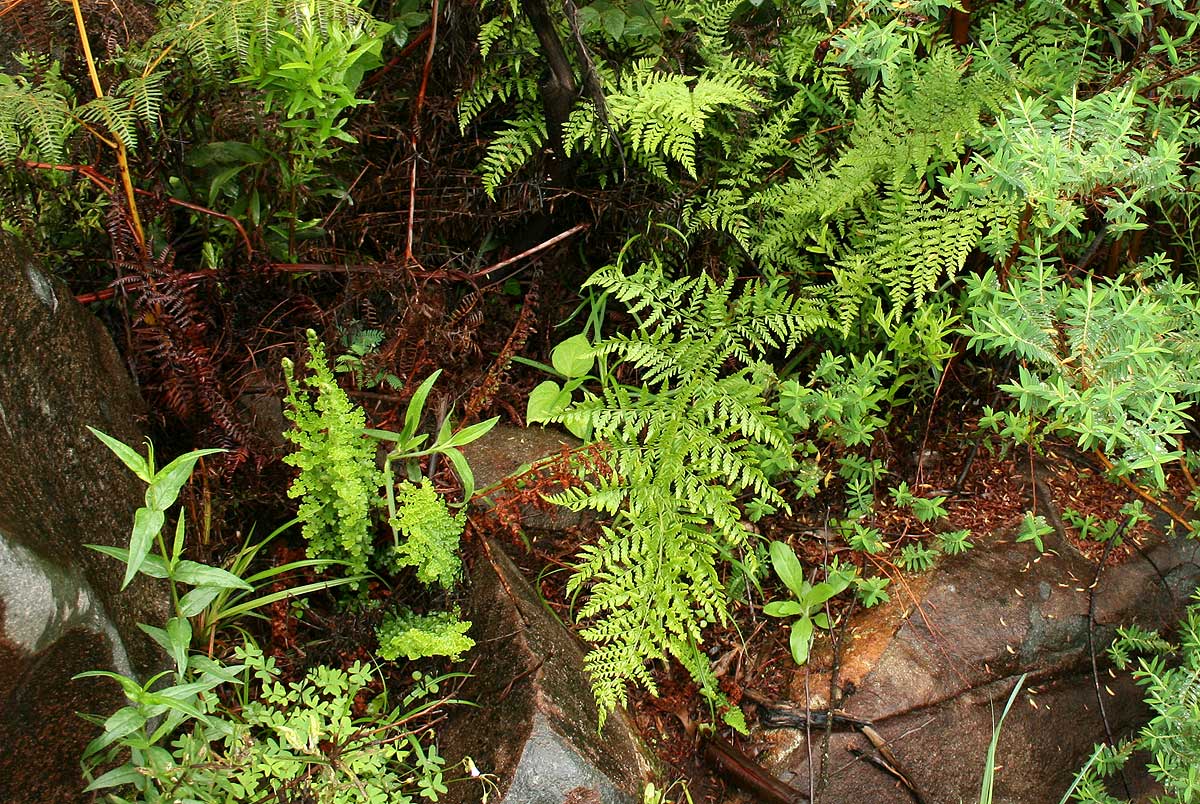 Dryopteris athamantica Dryopteris athamantica