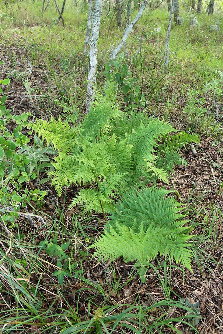 Dryopteris athamantica Dryopteris athamantica