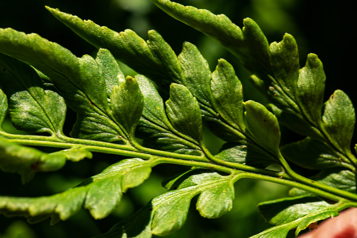 Dryopteris athamantica Dryopteris athamantica