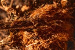 Dryopteris pentheri