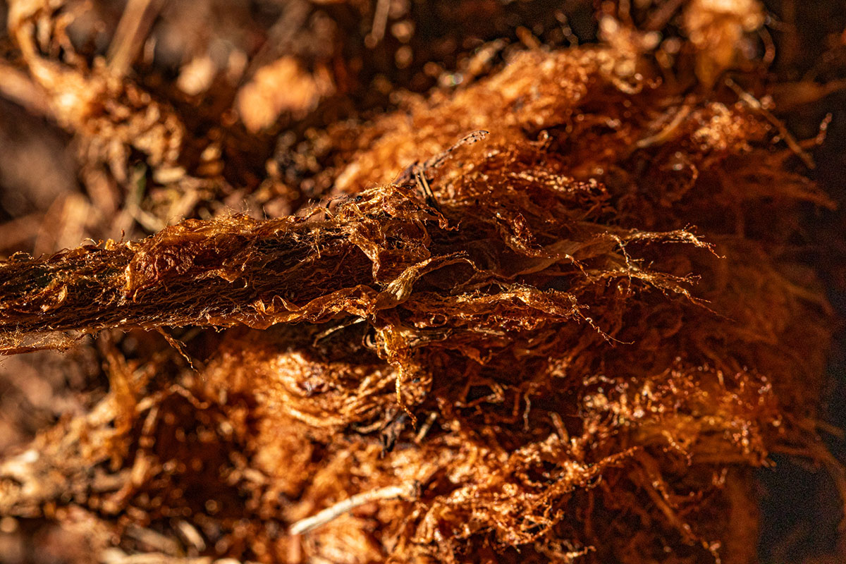 Dryopteris pentheri
