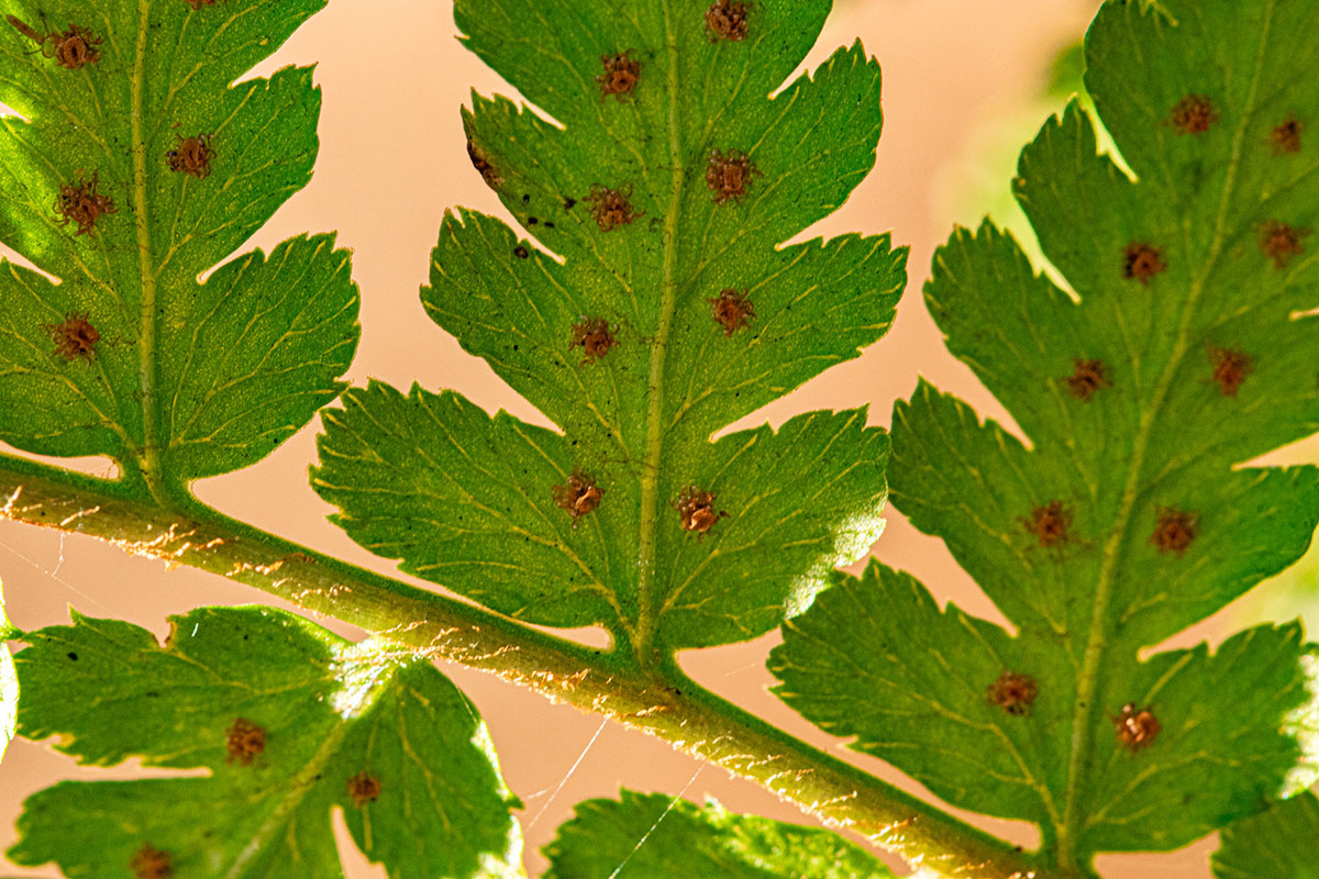Dryopteris pentheri