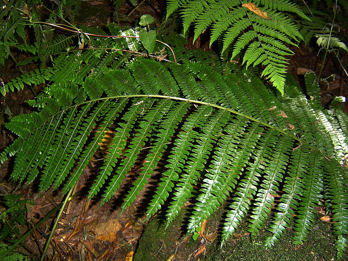 Didymochlaena spinulosa