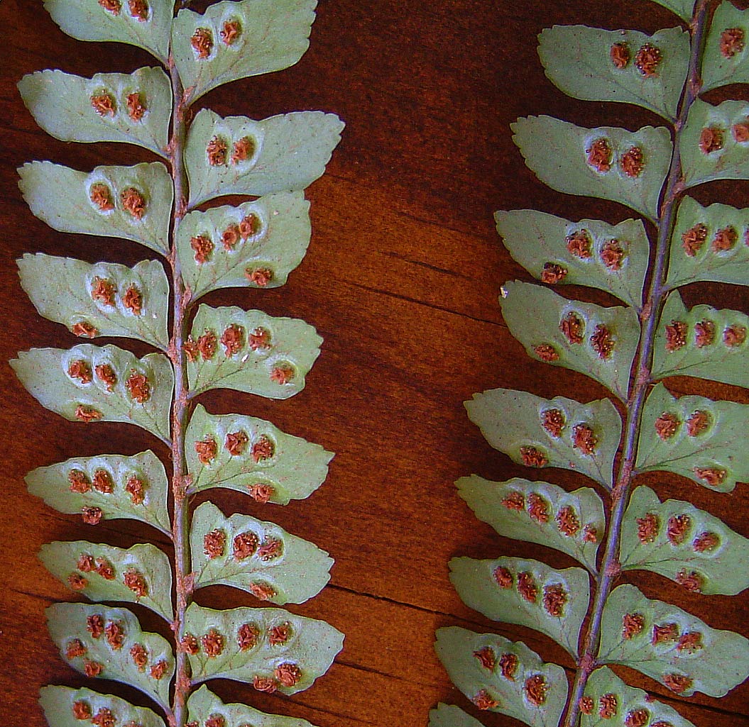 Didymochlaena spinulosa Didymochlaena spinulosa