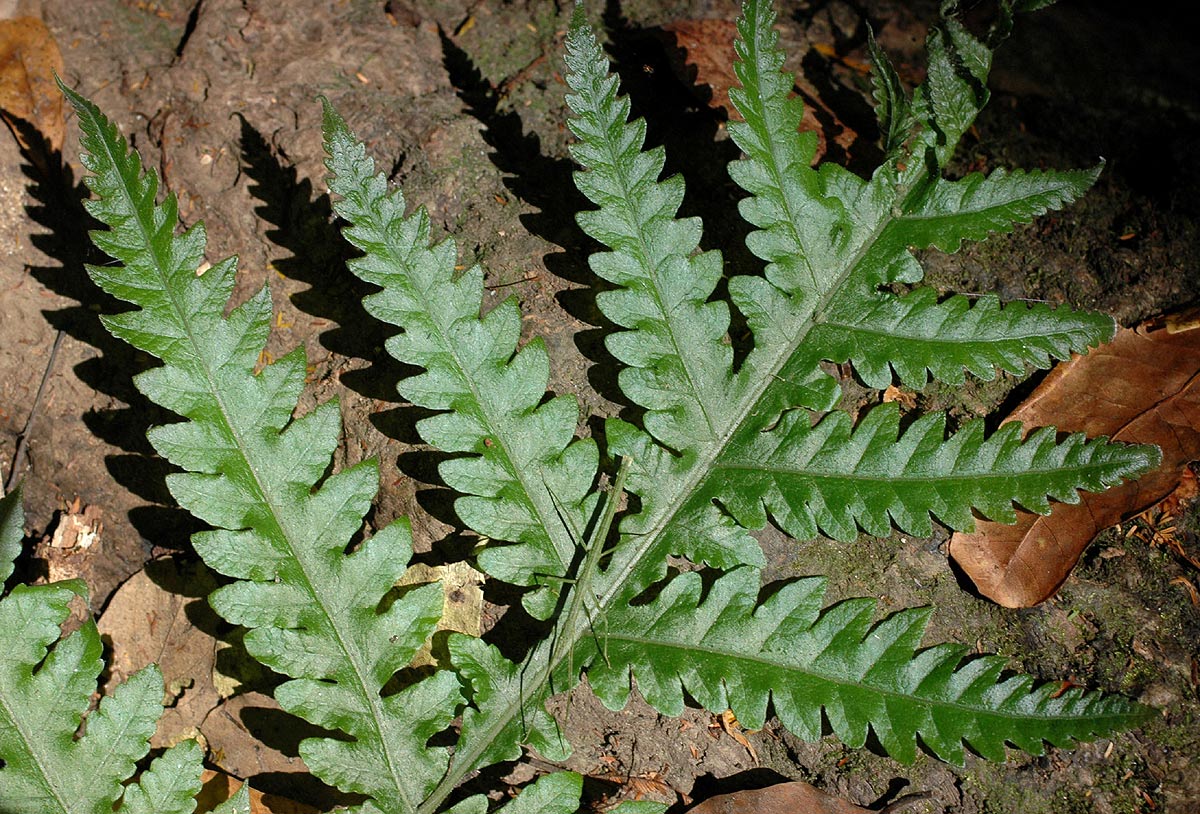 Tectaria gemmifera Tectaria gemmifera