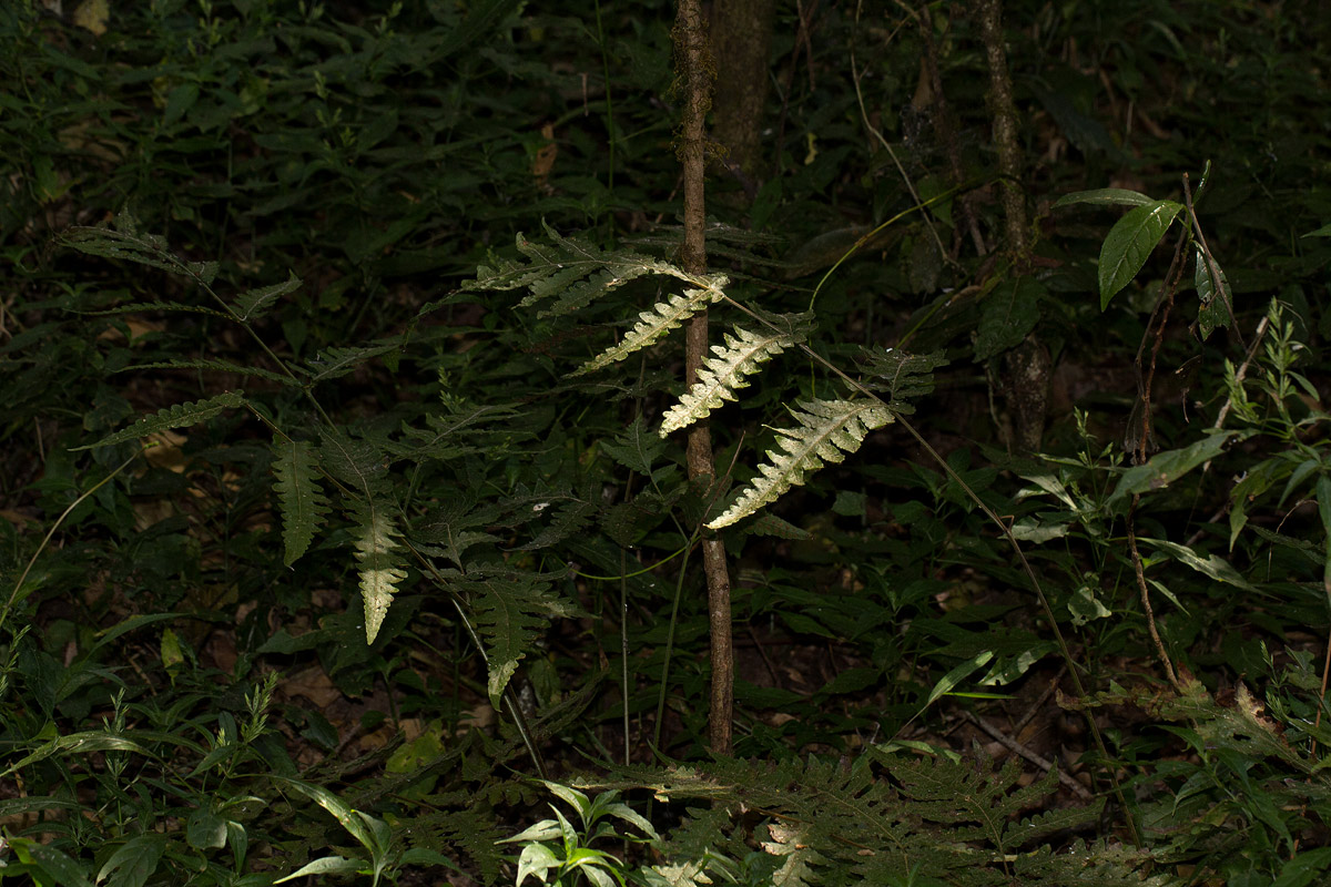Tectaria gemmifera Tectaria gemmifera