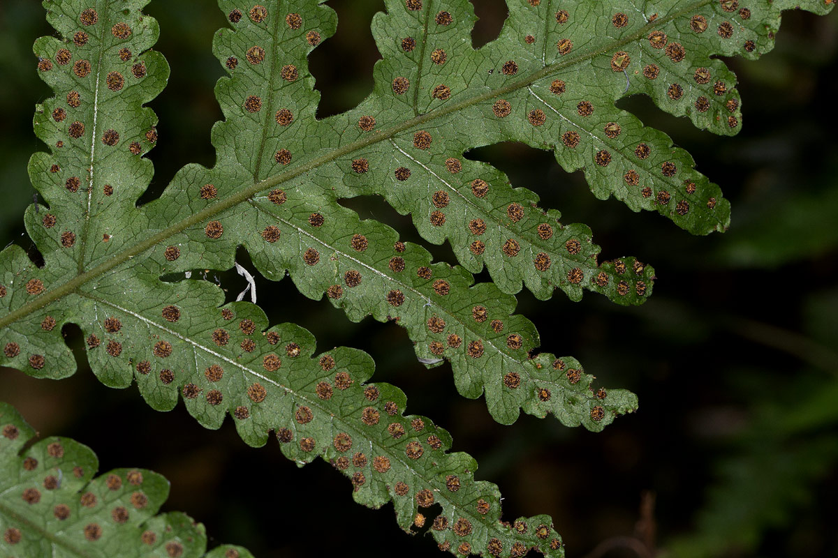 Tectaria gemmifera Tectaria gemmifera