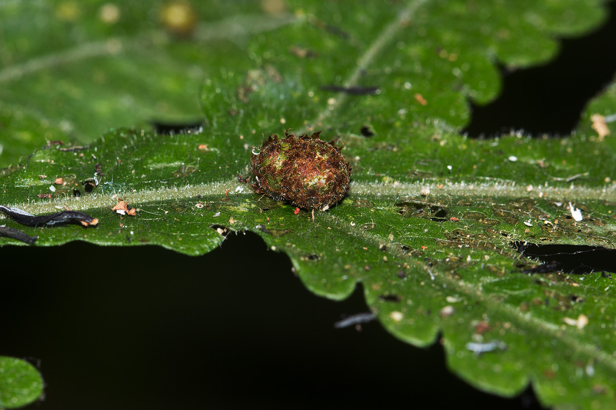 Tectaria gemmifera Tectaria gemmifera