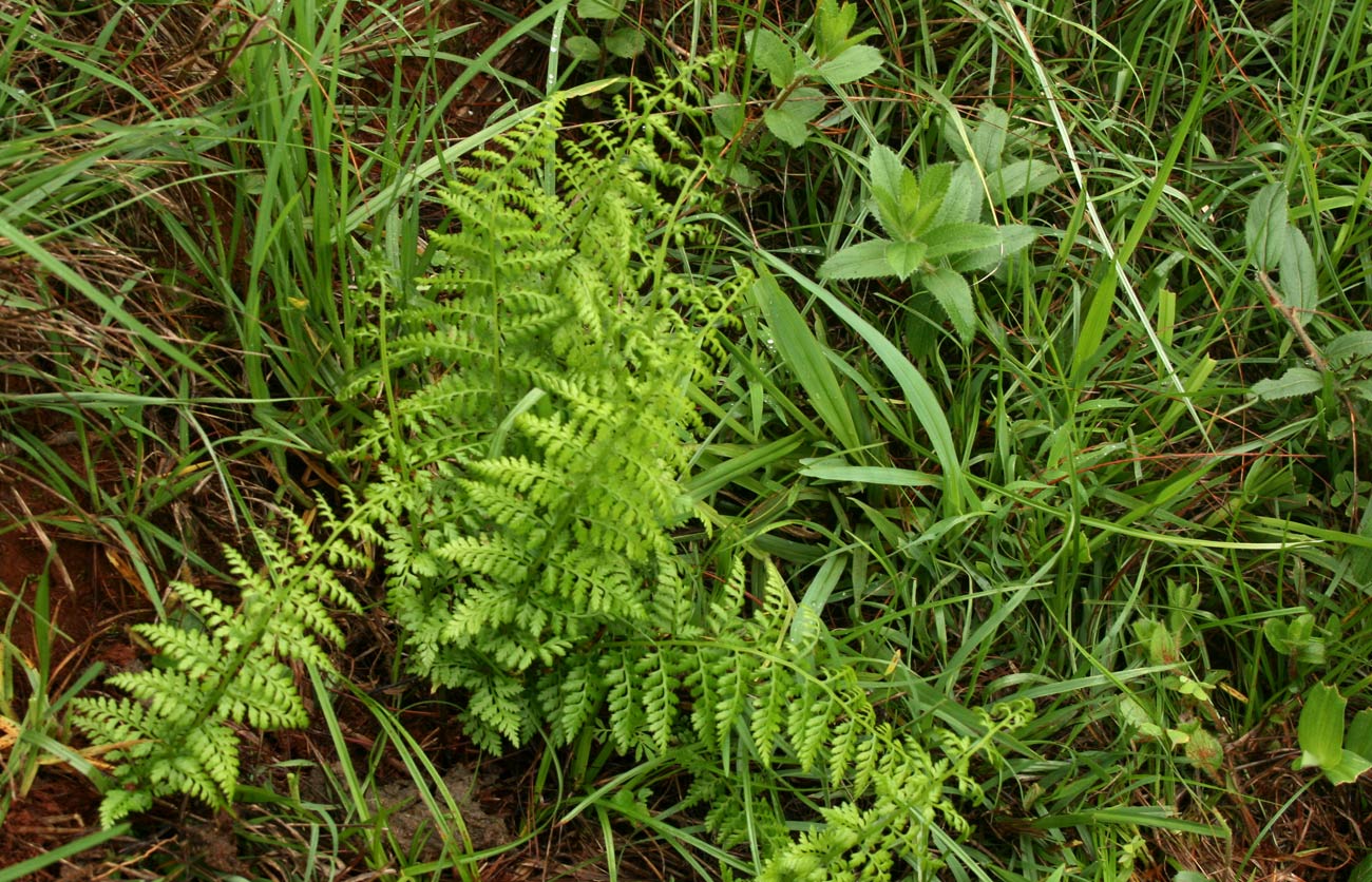 Athyrium schimperi Athyrium schimperi