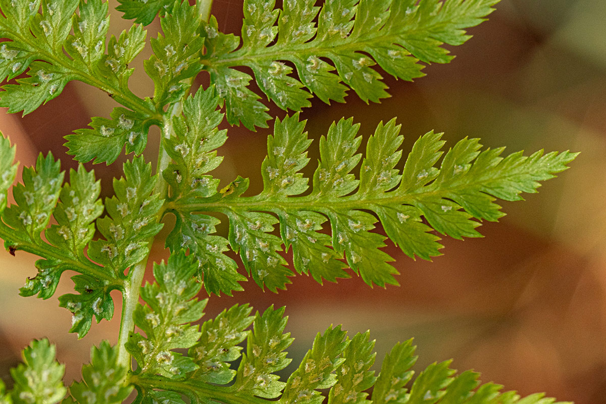 Athyrium schimperi Athyrium schimperi