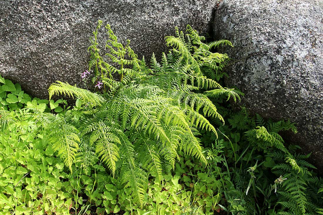 Athyrium schimperi Athyrium schimperi