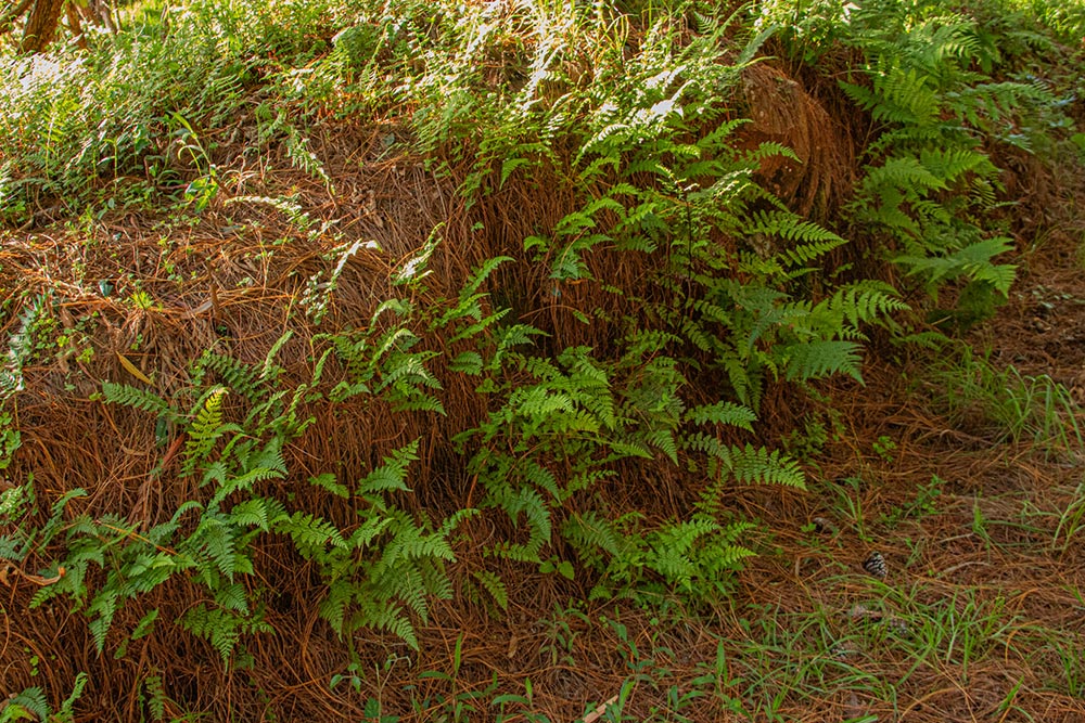Athyrium schimperi Athyrium schimperi
