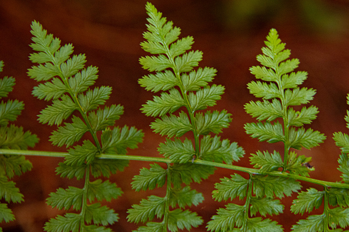 Athyrium schimperi Athyrium schimperi