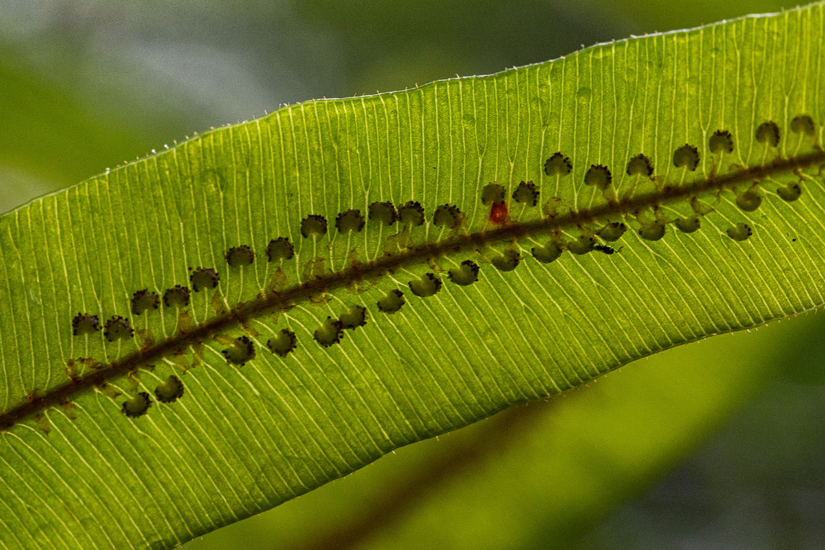 Oleandra distenta Oleandra distenta