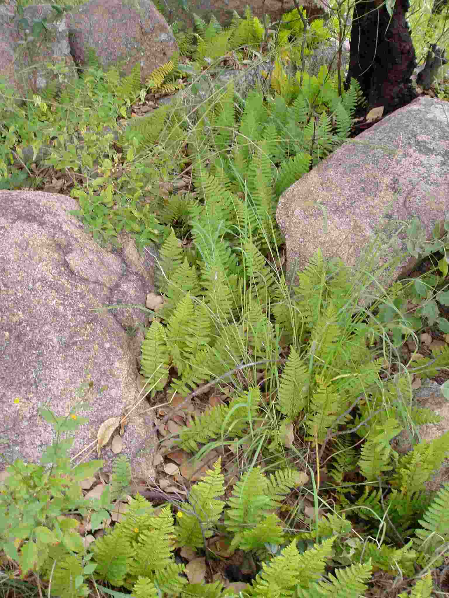Arthropteris orientalis Arthropteris orientalis