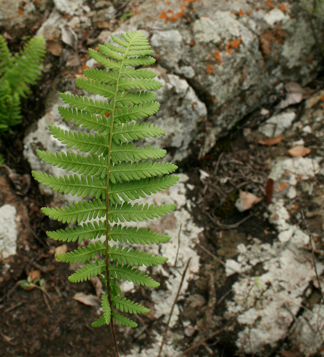 Arthropteris orientalis Arthropteris orientalis