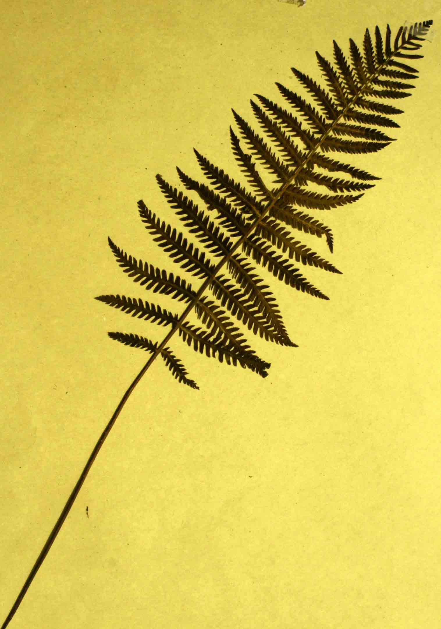 Arthropteris orientalis Arthropteris orientalis