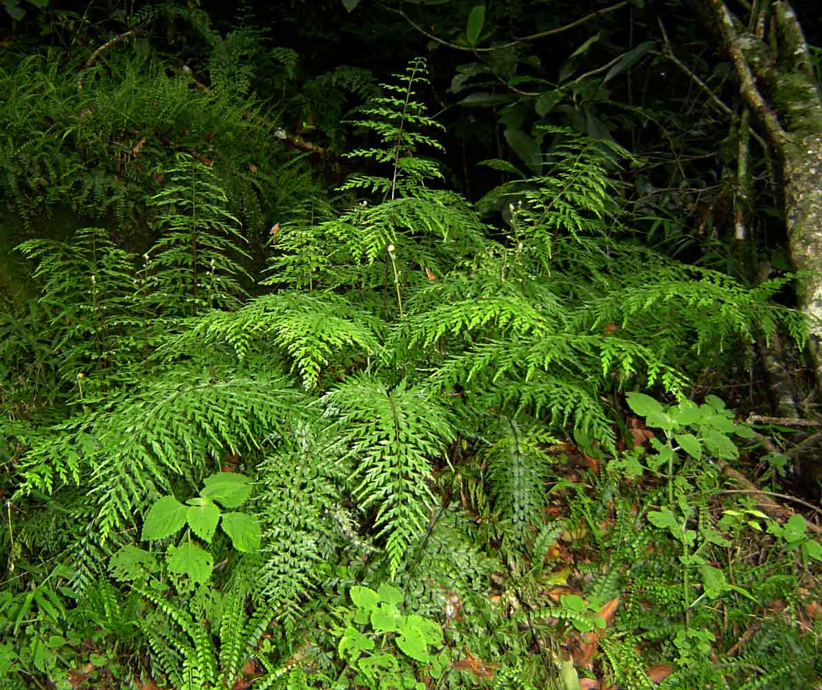 Asplenium aethiopicum Asplenium aethiopicum