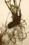 Asplenium aethiopicum