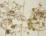 Marsilea coromandelina