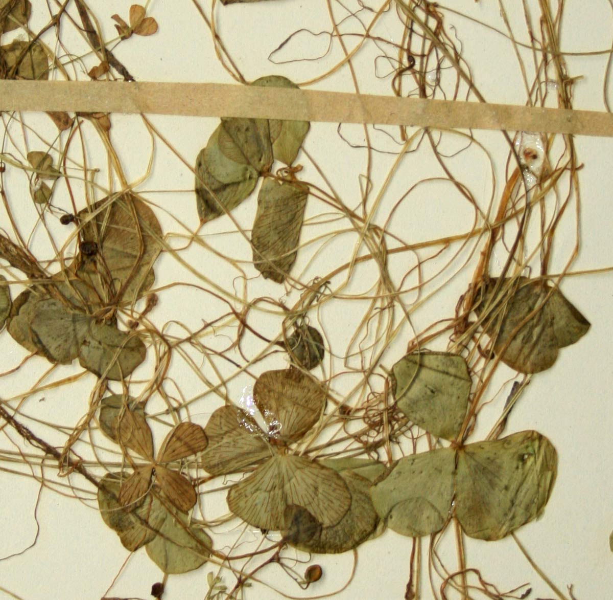 Marsilea coromandelina Marsilea coromandelina