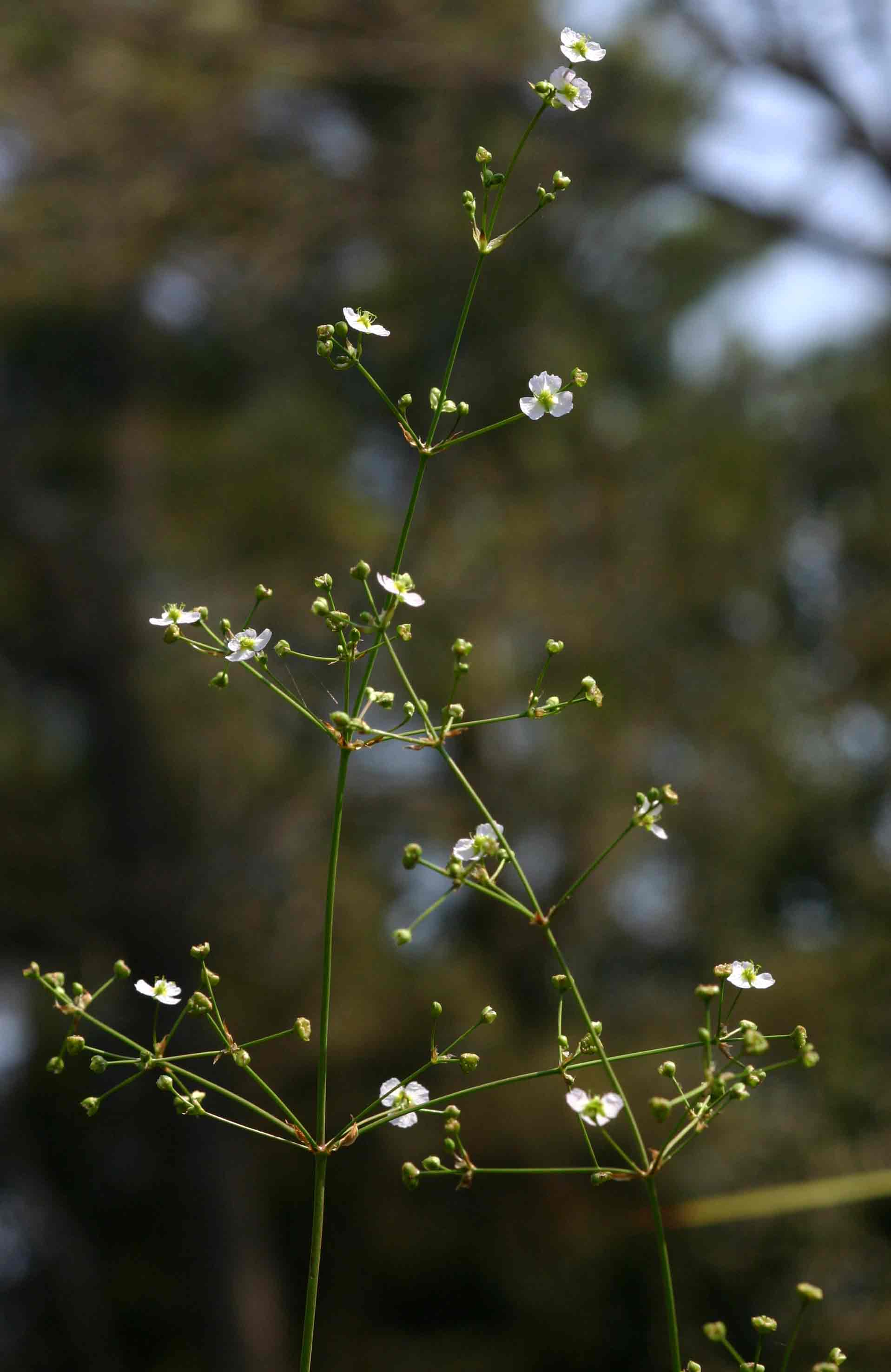 Alisma plantago-aquatica Alisma plantago-aquatica