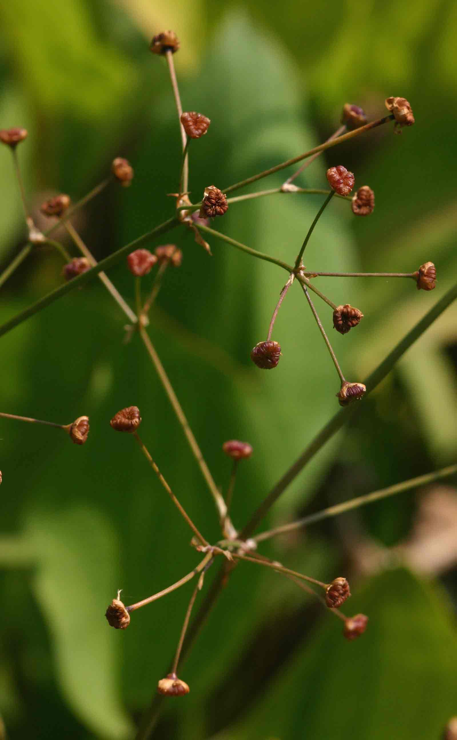 Alisma plantago-aquatica Alisma plantago-aquatica