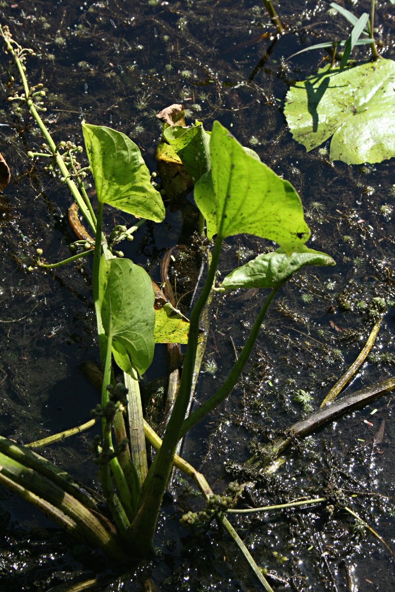 Limnophyton obtusifolium Limnophyton obtusifolium