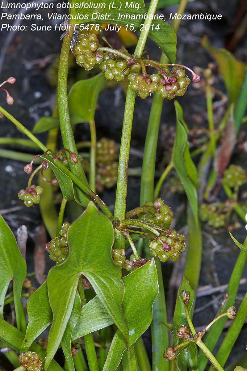 Limnophyton obtusifolium Limnophyton obtusifolium