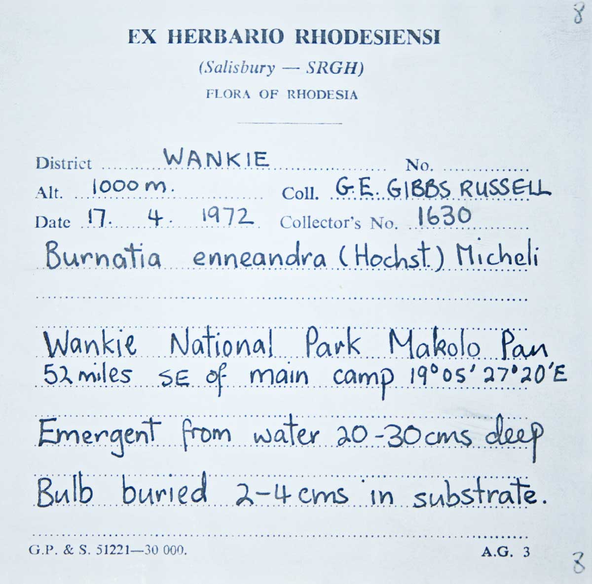 Burnatia enneandra Burnatia enneandra